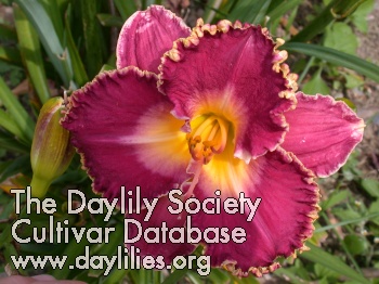 Daylily Never Too Late